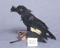 八哥藏品圖，第2張